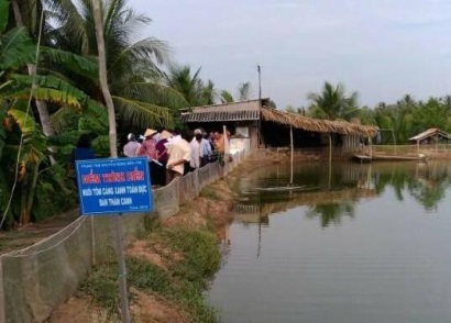 Bạc Liêu: Hiệu quả mô hình nuôi tôm càng xanh
