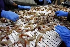 Giá tôm có thể hồi phục nhờ nhu cầu tăng từ Trung Quốc, EU