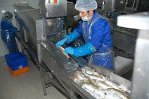 Nhu cầu cá tráp dự kiến tăng 6% trong 10 năm tới