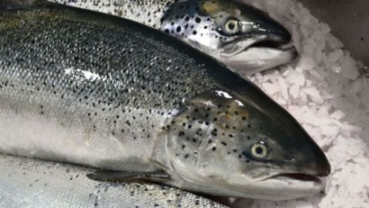 Giá tôm Mỹ giảm, giá cá hồi Chile tăng 