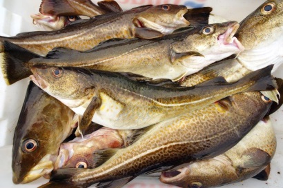 Giá cá tuyết Alaska Thái Bình Dương thấp