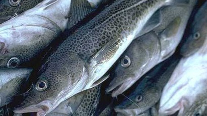 Anh: Doanh thu cá tuyết cod, haddock bán lẻ tăng mạnh 