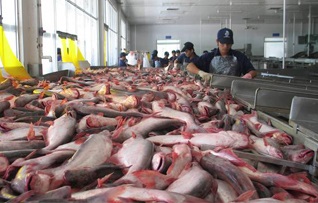 Mỹ: Nhập khẩu cá tra tăng