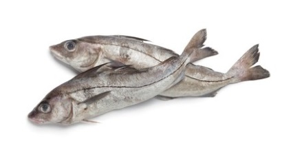 ICES giảm hạn ngạch cá tuyết haddock Biển Bắc năm 2017 