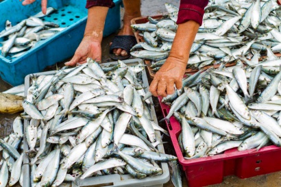 Nhật Bản: MSC không phù hợp đối với châu Á