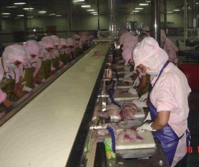 Trung Quốc: Nhiều nhà máy chế biến cá rô phi đóng cửa