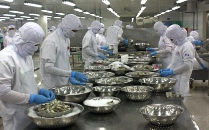 Doanh nghiệp thiếu tôm nguyên liệu để chế biến