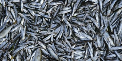 Trữ lượng cá biển Thái Bình Dương dự kiến giảm 50-80% do biến đổi khí hậu