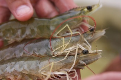 21/6/2017 – [Cần Thơ] Đối thoại bàn tròn về “Làm thế nào để nâng cao giá trị của tôm Việt Nam” 