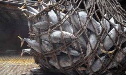 Tây Ban Nha đề xướng tiêu chuẩn lao động cao hơn đối với cá ngừ hộp