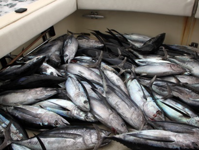 Hội thảo cá ngừ 2018 xem xét về biến động giá, sản lượng thấp