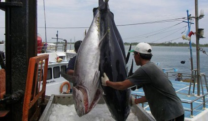 Nhật Bản đề nghị đầu tư vào trung tâm cá ngừ mới của Indonesia
