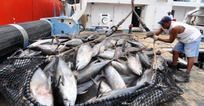 ISSF: Tỷ lệ lạm thác đối với cá ngừ giảm