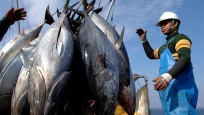 Các công ty cá ngừ Australia bị ảnh hưởng từ TPP
