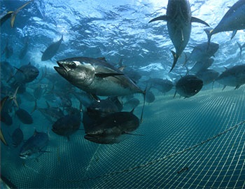 Pew đề xuất WCPFC cần tăng cường quản lý FAD