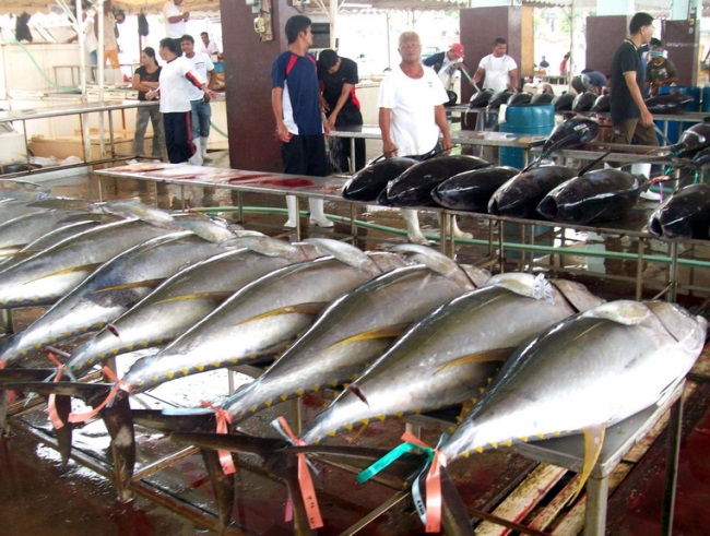 Philippines và Hàn Quốc tăng cường hợp tác về nghề cá ngừ