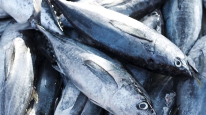 Giá cá ngừ vằn tại Manta tăng do nguồn cung thấp