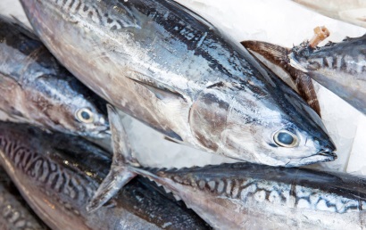 Nhập khẩu các loài cá họ cá ngừ của Mỹ từ Trung Quốc vẫn tăng 