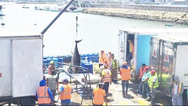 Giá cá ngừ vằn cỡ >1,8kg tại Manta tiếp tục tăng