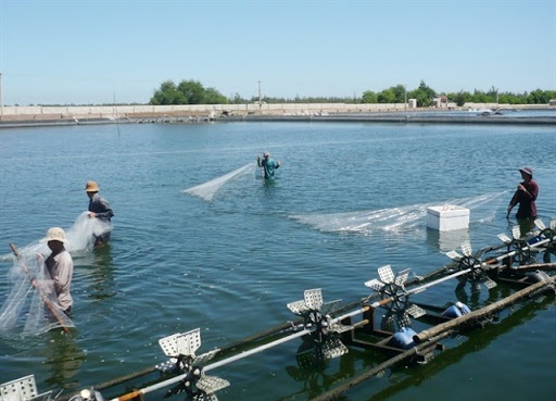 Sản lượng thuỷ sản quí I/2020 tăng nhẹ so với cùng kì