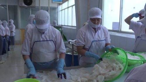 Xuất khẩu mực, bạch tuộc sang Trung Quốc tăng 171% trong tháng 5/2020