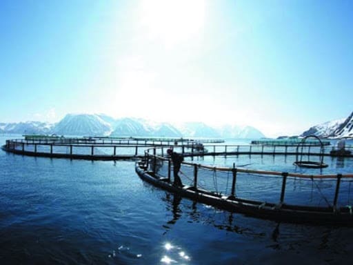 FAO: Khai thác thủy sản bền vững toàn cầu giảm, nuôi trồng thủy sản tăng