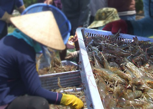 Thị trường tôm thế giới: Hy vọng hết quý 2 sẽ sôi động trở lại 