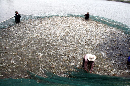 Giá tôm biến động: Người nuôi không nên bi quan