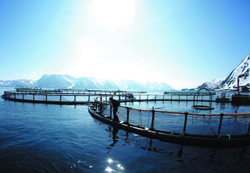 FAO: Tóm tắt tác động của Covid-19 đối với ngành khai thác và nuôi trồng thủy sản