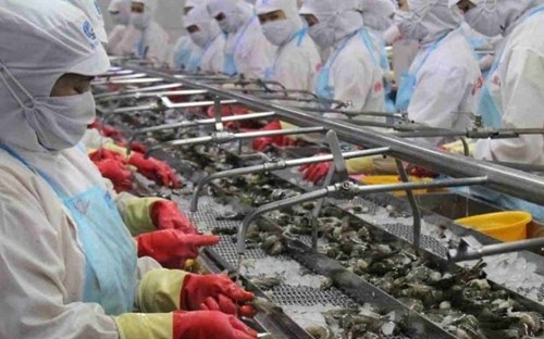 Xuất khẩu tôm sang Trung Quốc có thể tăng 7% trong năm 2020