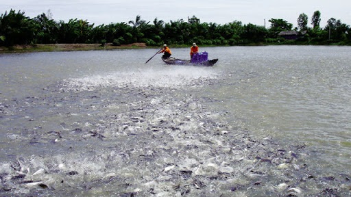 Mật độ vàng khi ương cá tra từ giai đoạn bột lên giống