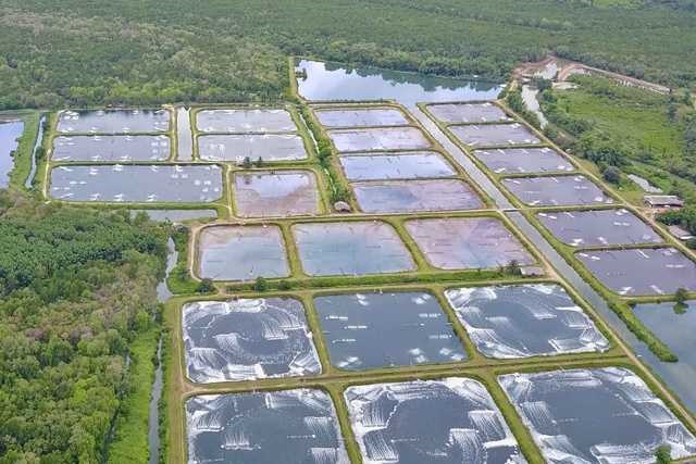 Rabobank: Sản lượng tôm nuôi thế giới năm 2020 có thể giảm ít hơn dự kiến