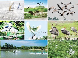 Hội thảo “Sự phân bố và bảo tồn các loài đang bị đe dọa ở ĐBSCL đáp ứng yêu cầu của các tiêu chuẩn NTTS bền vững”
