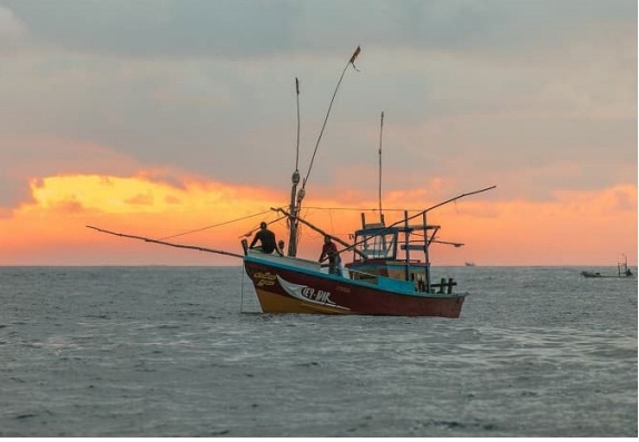 Nghề khai thác bạch tuộc được “giải cứu” thông qua các dự án cải thiện nghề cá 