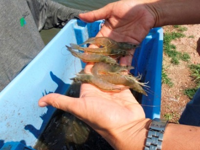 Mexico cấm nhập khẩu tôm từ Honduras