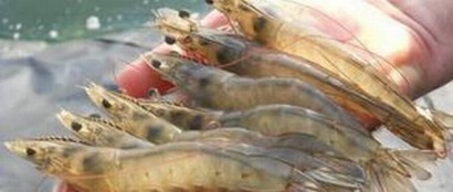 Giá tôm giảm mạnh: Giải pháp nào cho người nuôi và nhà xuất khẩu?