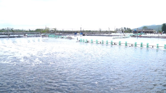 Hiệu quả từ việc đầu tư nuôi tôm tại khu vực miền Trung