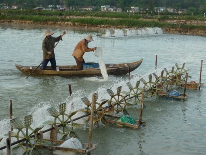 Huyện Đông Hải (Bạc Liêu): Nông dân thả nuôi mới hơn 3.600ha tôm