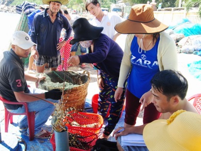 Nhơn Hải (TP Quy Nhơn, tỉnh Bình Định): Tôm hùm thương phẩm được giá