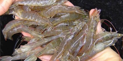 Mỹ: Nhập khẩu tôm tăng 4% trong tháng 4