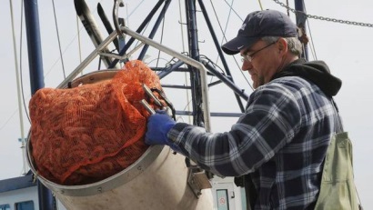 Canada: Nguồn lợi tôm giảm