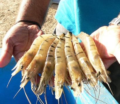 Ấn Độ cho phép NK tôm sú bố mẹ