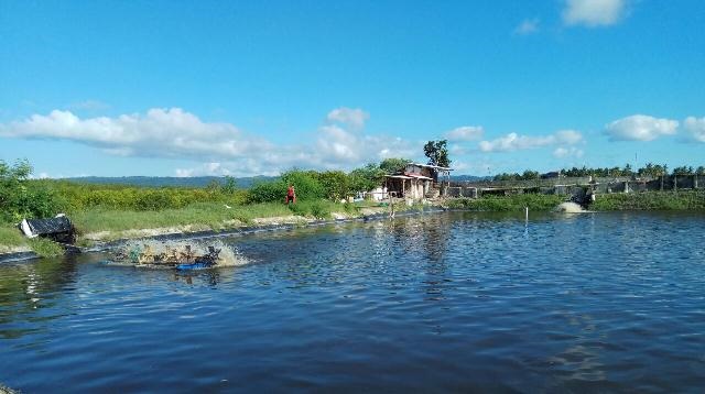 Dù bị xáo trộn do Covid-19, Indonesia vẫn tăng xuất khẩu tôm sang Mỹ 
