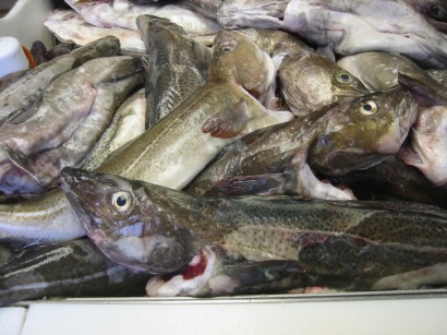 Na Uy, Nga: Hạn ngạch cá tuyết cod tại biển Barents năm 2017 là 890.000 tấn