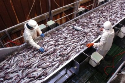 Mỹ trì hoãn kế hoạch áp đặt thuế 10% đối với cá minh thái Trung Quốc