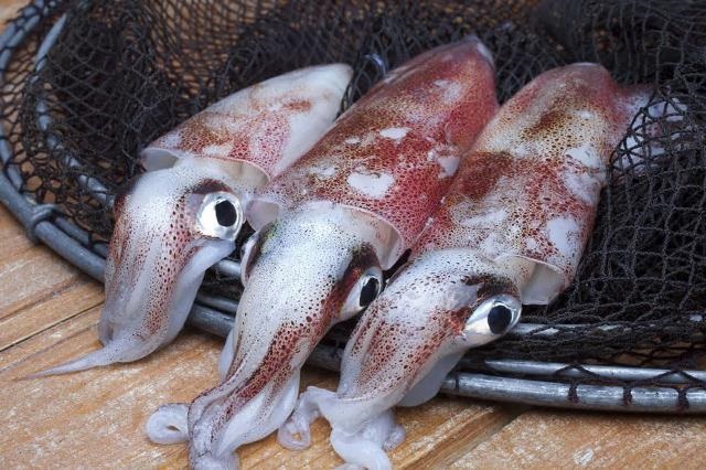 Xuất khẩu mực, bạch tuộc sang hầu hết thị trường chính tăng