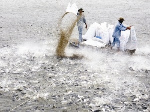 VASEP kiến nghị bỏ quy định giá sàn nguyên liệu cá tra