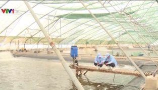 Australia to inspect Vietnam’s shrimp production chain