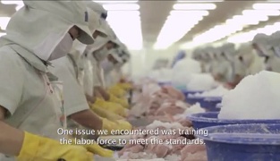 [Video] Responsibly farmed pangasius a taste of things to come