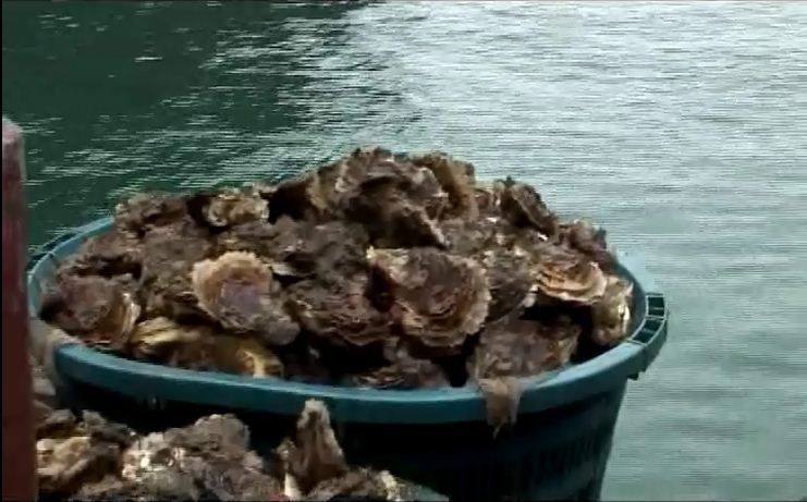 [Video] Pacific oyster culture in Vietnam